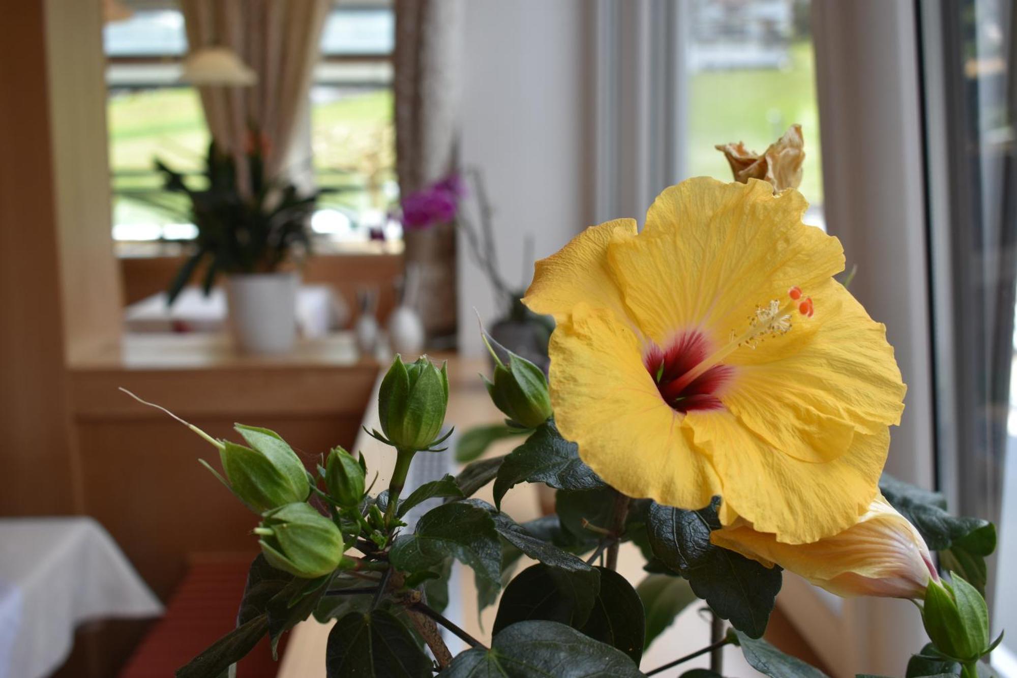 Hotel Kleissl 4*